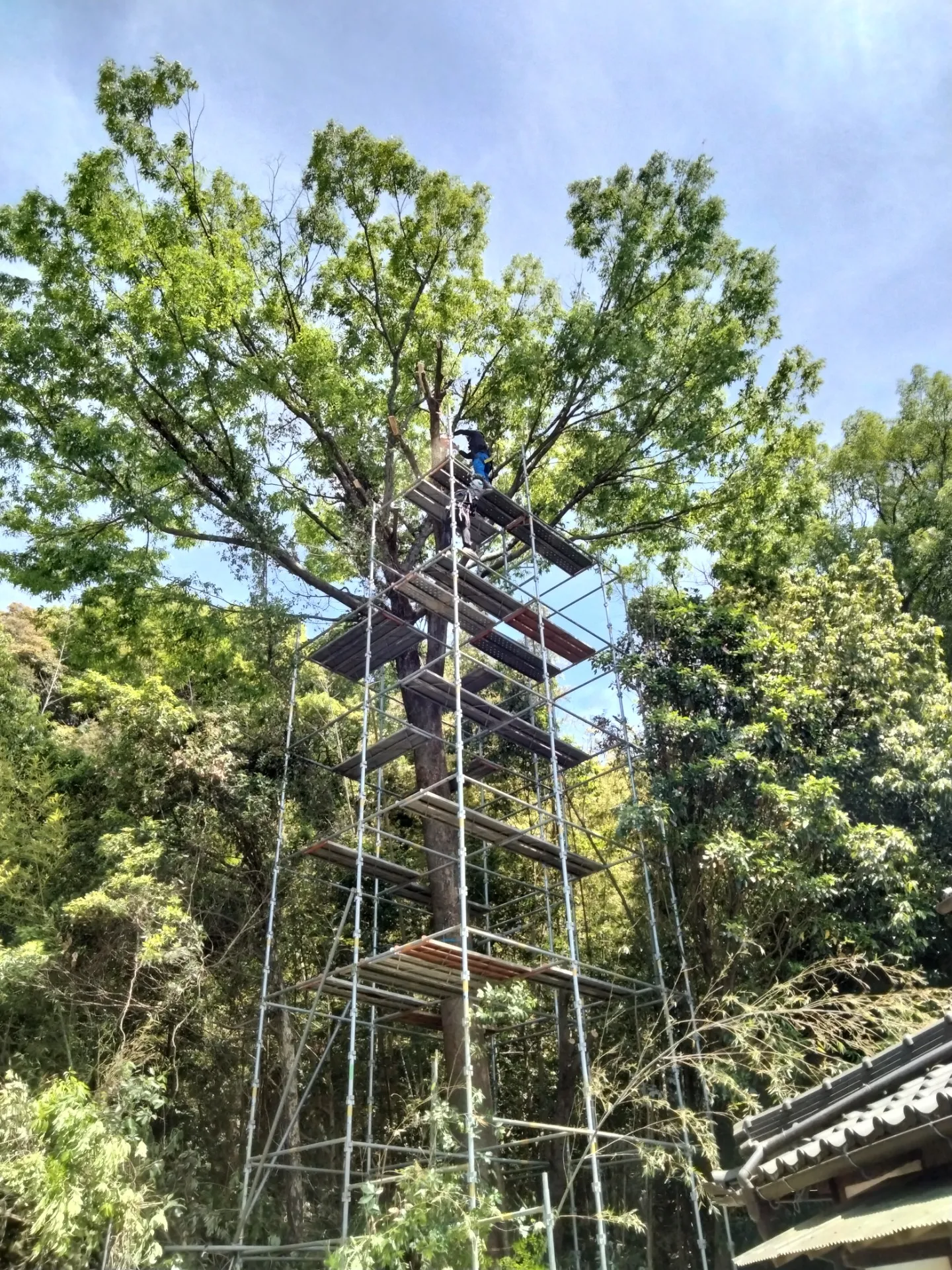 東広島市 伐採工事